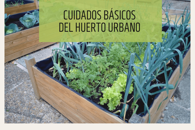 Cómo se cuida un huerto urbano