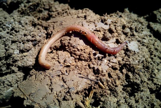 Lombriz compost casero