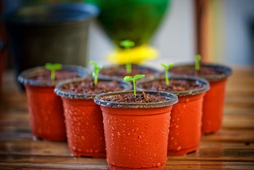 Cultivo de flores comestibles cultivo de flores comestibles