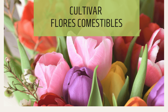 Cómo cultivar flores comestibles