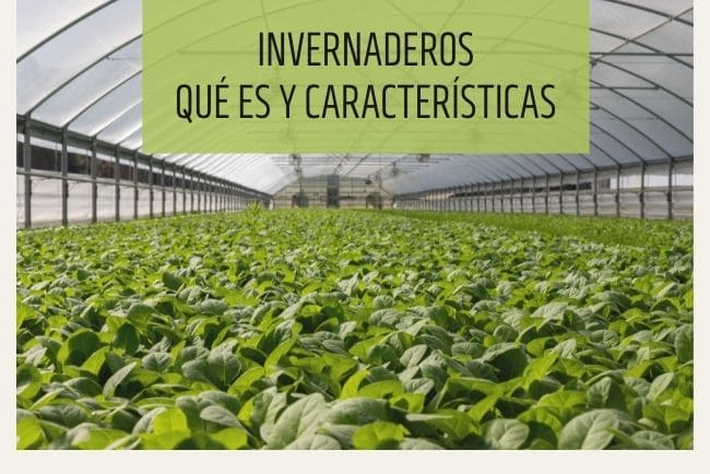 Invernadero, qué es y características
