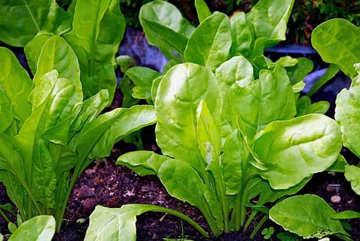Acelgas que verduras se pueden plantar en otoño