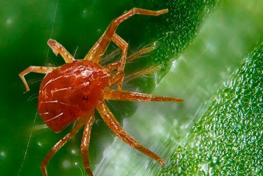 Araña roja araña roja