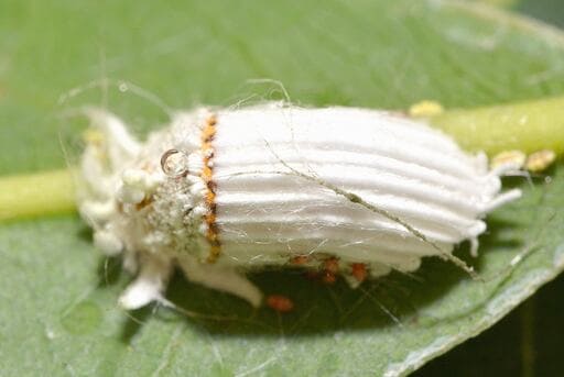 Cochinilla tipos de plagas y como combatirlas