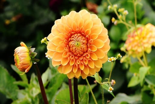 Dalias raiz tuberosa