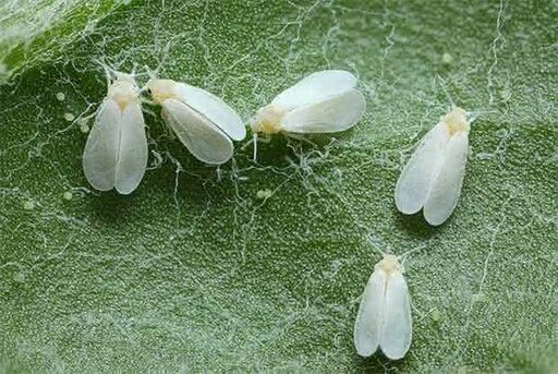 Mosca blanca como eliminar plagas en las plantas