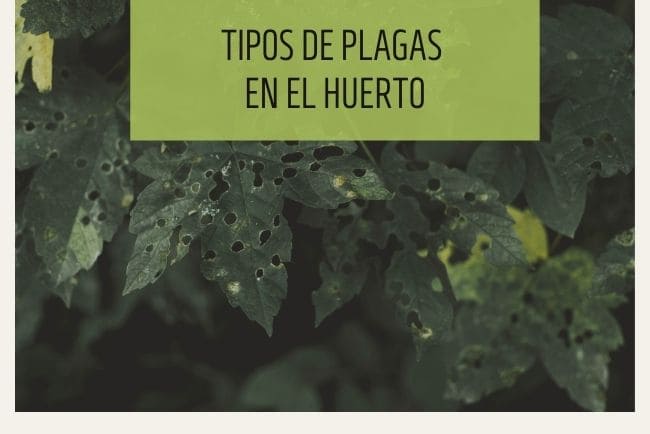 Tipos de plagas en el huerto Tipos de plagas en el huerto