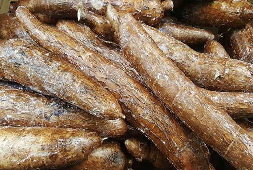 Mandioca yuca o mandioca
