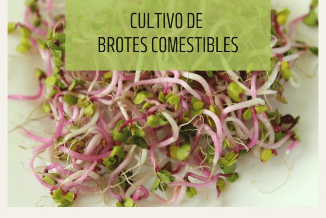 Cultivo de brotes comestibles
