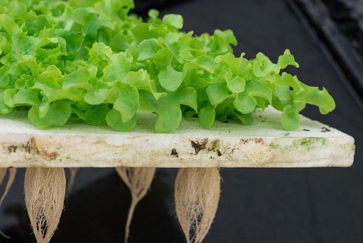 Ventajas de un cultivo hidropónico sistema hidroponico