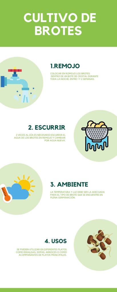 Cultivo de brotes como cultivar brotes comestibles