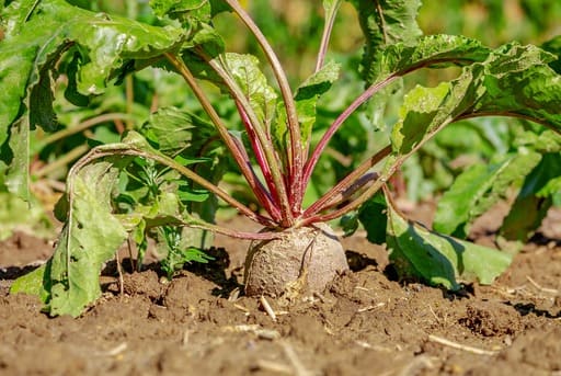 Remolacha ejemplos de raices tuberosas