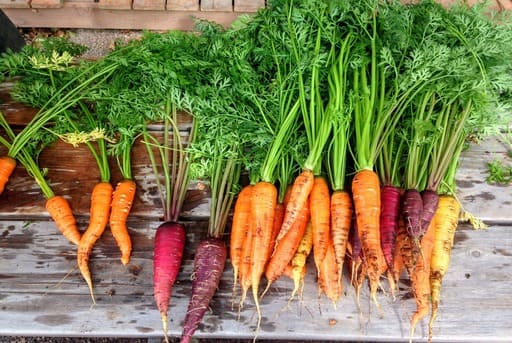 Zanahorias plantas tuberosas