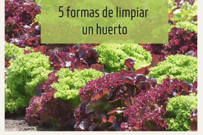 5 formas de limpiar un huerto