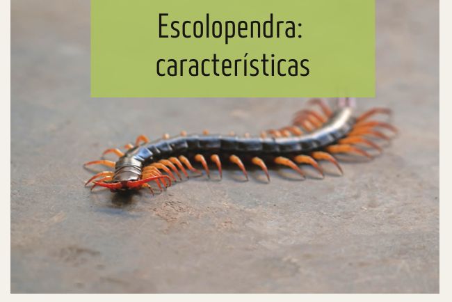 Escolopendra: características y consecuencias de su picadura