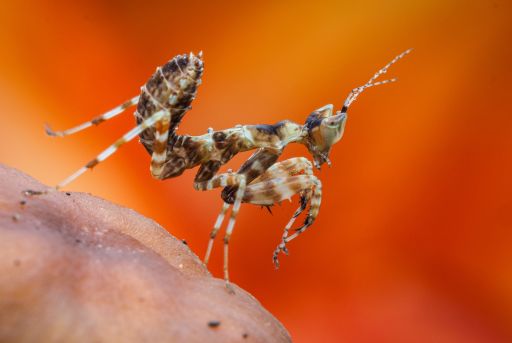 Especies y subespecies de la mantis religiosas