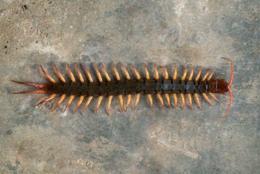 Pares de patas de la escolopendra