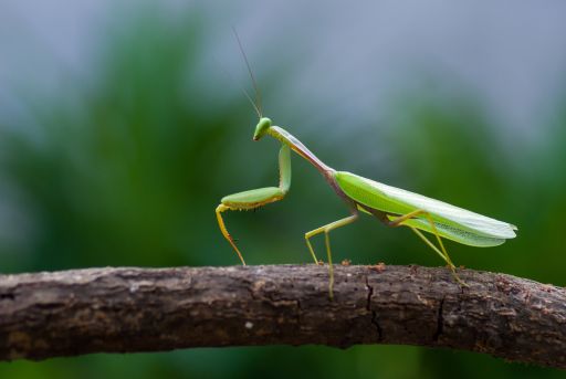 Qué es una mantis religiosa