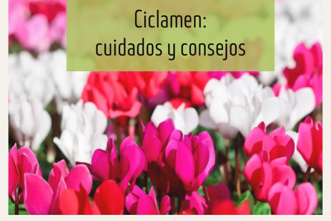 Ciclamen: secretos esenciales para sus cuidados
