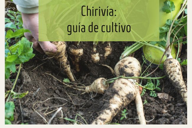 Descubriendo la chirivía: guía de cultivo y consejos