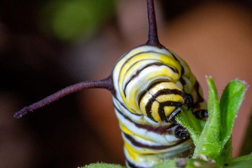 Oruga amarilla y negra
